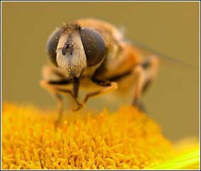 A bee's image.